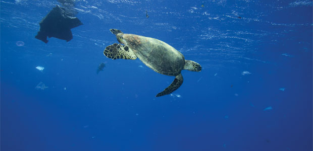 Plastic in Our Oceans