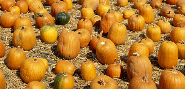 It’s a Parade of Pumpkins!