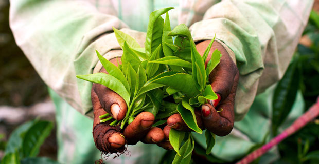 Celebrate Fair Trade Fortnight with Fairtrade Canada’s “Take A Step” Campaign