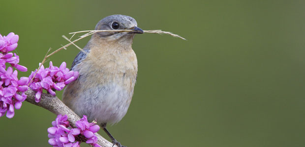 Help Native Birds with Native Landscaping
