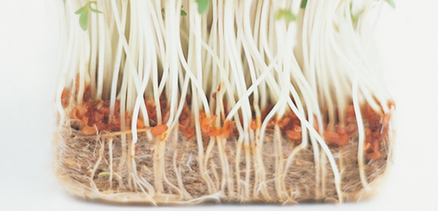 Go Back to Your Roots