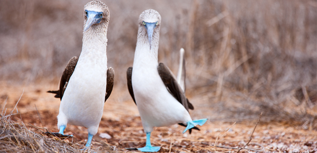 Wildlife Wednesday: Blue-Footed Booby