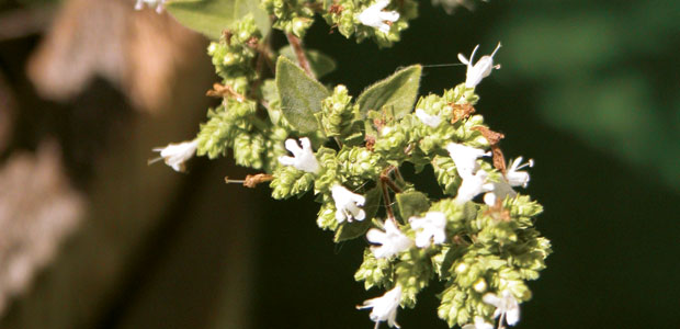 Protection Against Viral Epidemics