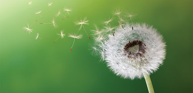 Natural and Organic Weed Control