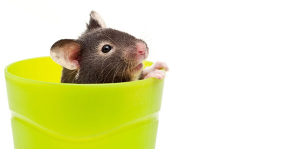 What’s Worse Than a Dead Mouse In Your Soft Drink?