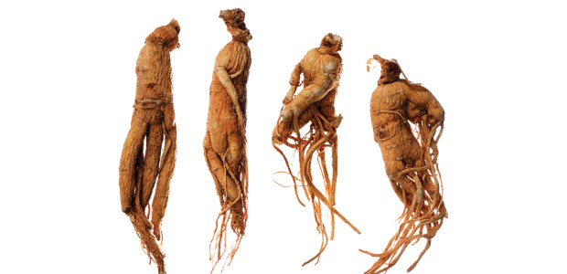 Ginseng
