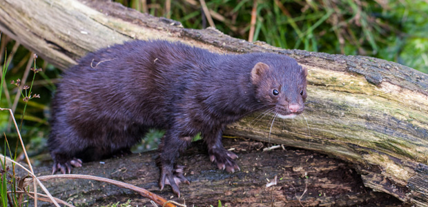 Wildlife Wednesday: European Mink