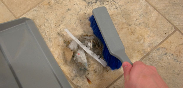 Are Dust Bunnies a Source of Bacteria?