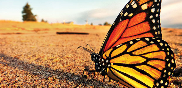 Where Have All the Monarchs Gone?