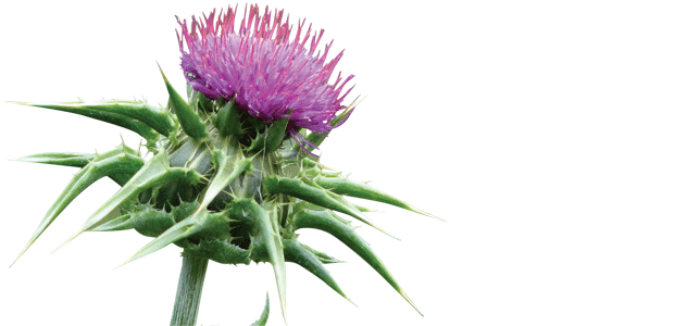 Support Your Liver & Age Better