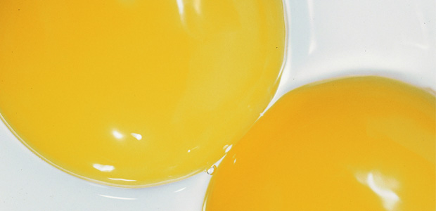 The Cholesterol Myth