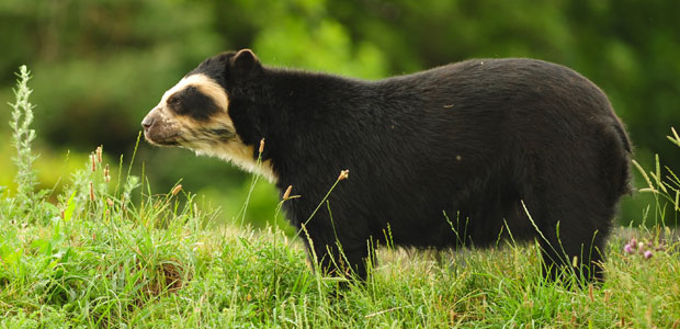 Wildlife Wednesday: Spectacled Bear