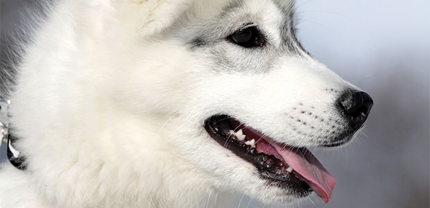 Dogs and Toxic Chemicals