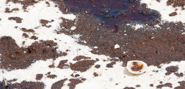 Oil from BP Oil Spill Detected In Food Chain