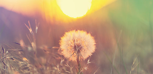 10 Step Allergy Survival Kit