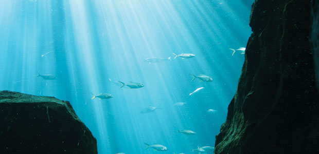 All the Fish in the Sea