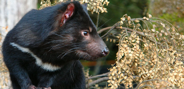 Wildlife Wednesday: Tasmanian Devil