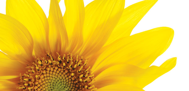 The Vitamin E Debate