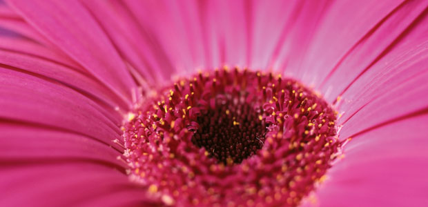 Homeopathic Rescue for Bladder Infections