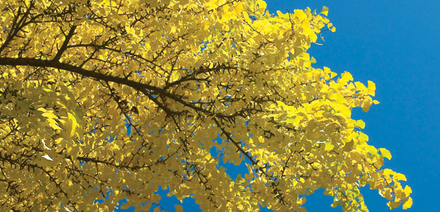 This Underappreciated Herb Could Improve Your Memory