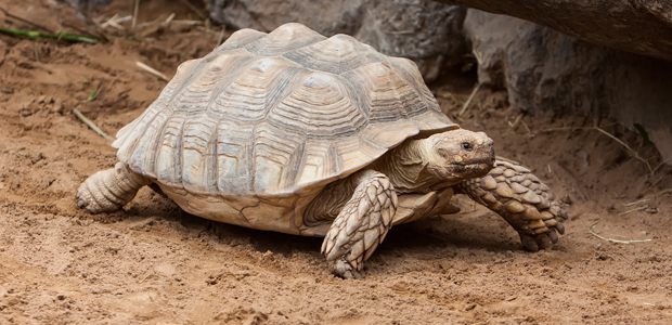 Wildlife Wednesday: Galápagos Giant Tortoise