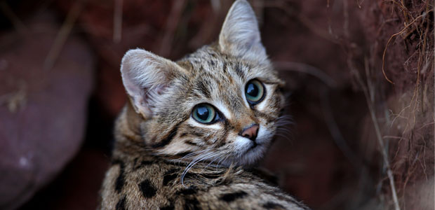 Wildlife Wednesday: Black-Footed Cat