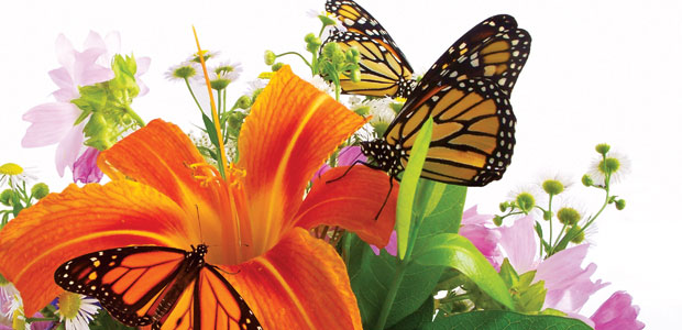 A Better Bouquet of Blooming Organics