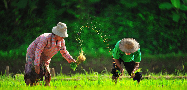 World Food Day 2012: “Agricultural Cooperatives: Key to Feeding the World”