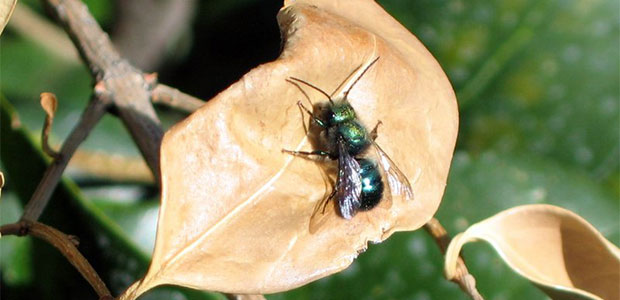 Mason Bees