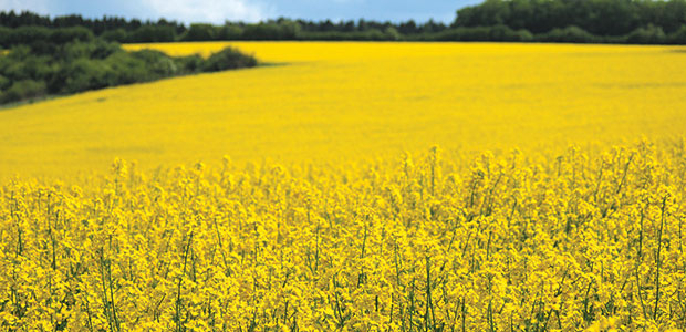 Genetically Engineered Foods