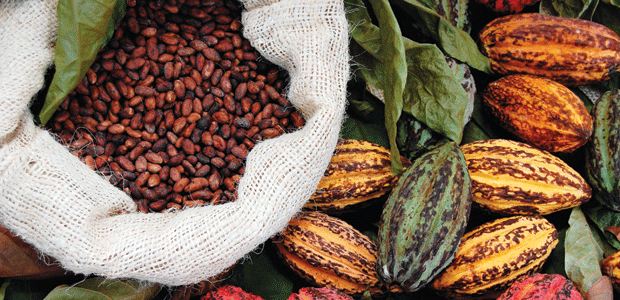 Check Your Chocolate