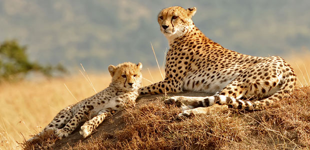 Wildlife Wednesday: Cheetah