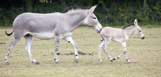 Wildlife Wednesday: African Wild Ass