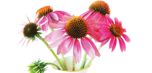 Simple Immune-Boosting Strategies