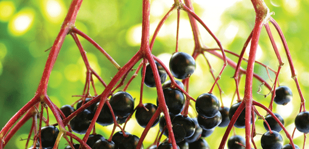 The Herbs Less Harvested