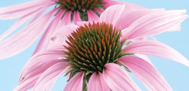 Embracing Echinacea
