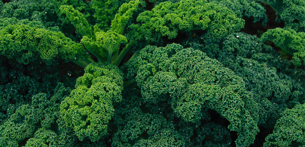 Nature Colours Itself Green