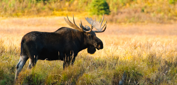 Wildlife Wednesday: National Wildlife Week