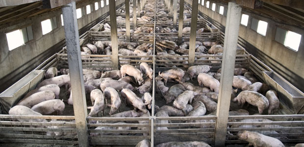 This Little Piggy Won’t Go to Market