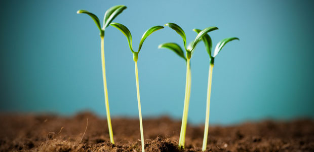 How to Grow Your Own Micro Greens