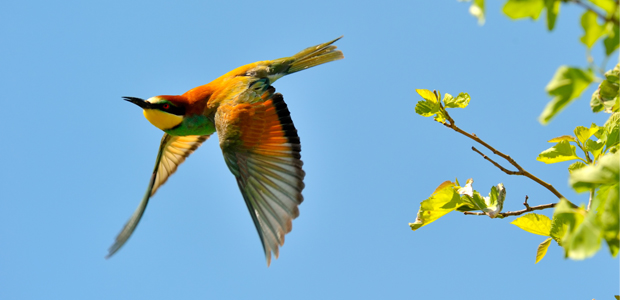 Wildlife Wednesday: European Bee-Eater