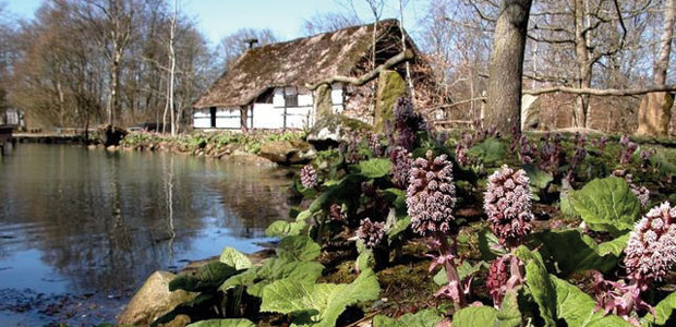 Butterbur