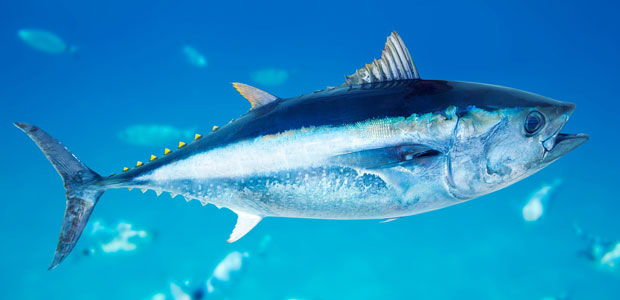 Wildlife Wednesday: Atlantic Bluefin Tuna