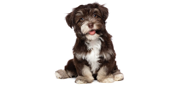 “Green” Your Pet