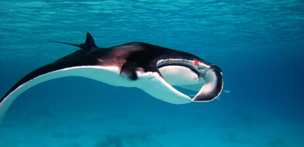 Wildlife Wednesday: Manta Ray