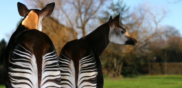 Wildlife Wednesday: Okapi