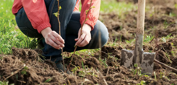 Creating a Low-Allergen Garden