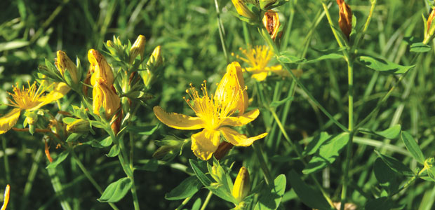 St. John’s Wort