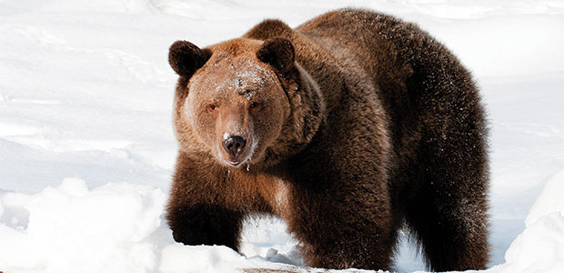 Canada’s Endangered Species