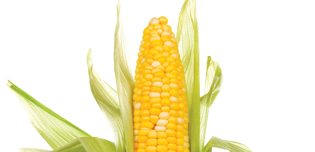 SmartStax Corn